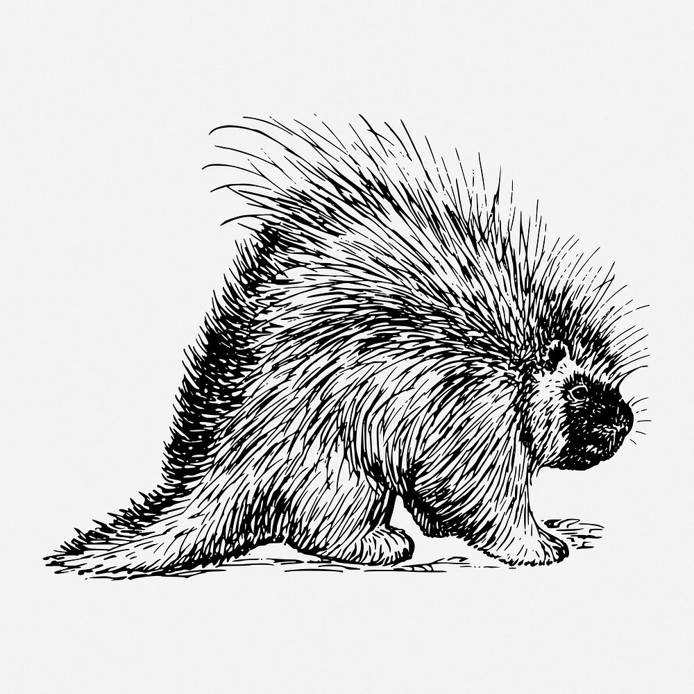 Porcupine drawing, vintage animal illustration. Free public domain CC0 image.