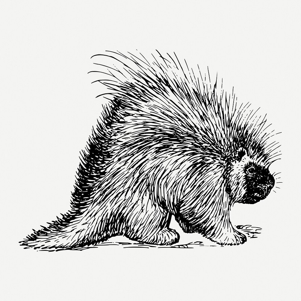 Porcupine drawing, animal vintage illustration psd. Free public domain CC0 image.