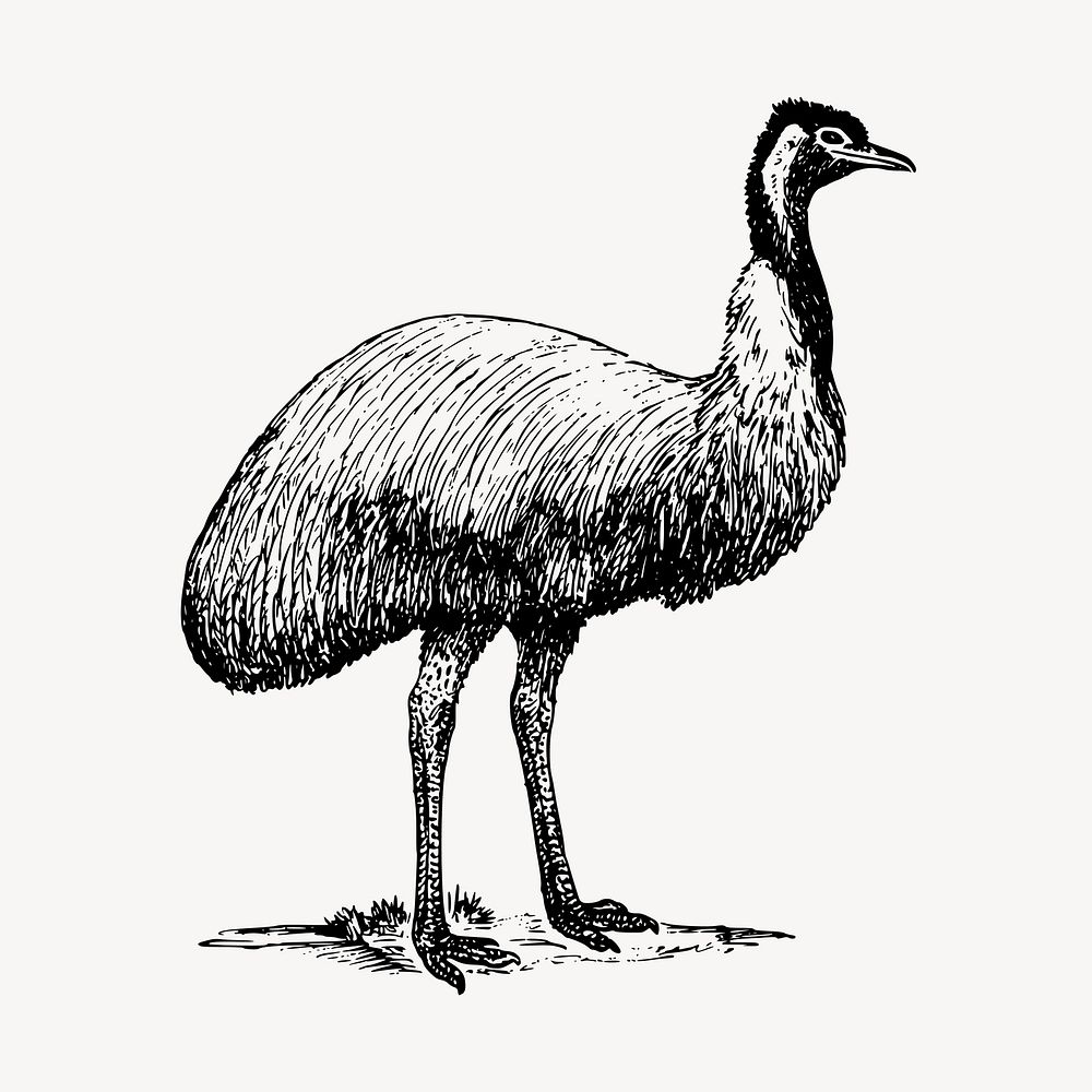 Emu bird clipart, vintage animal illustration vector. Free public domain CC0 image.