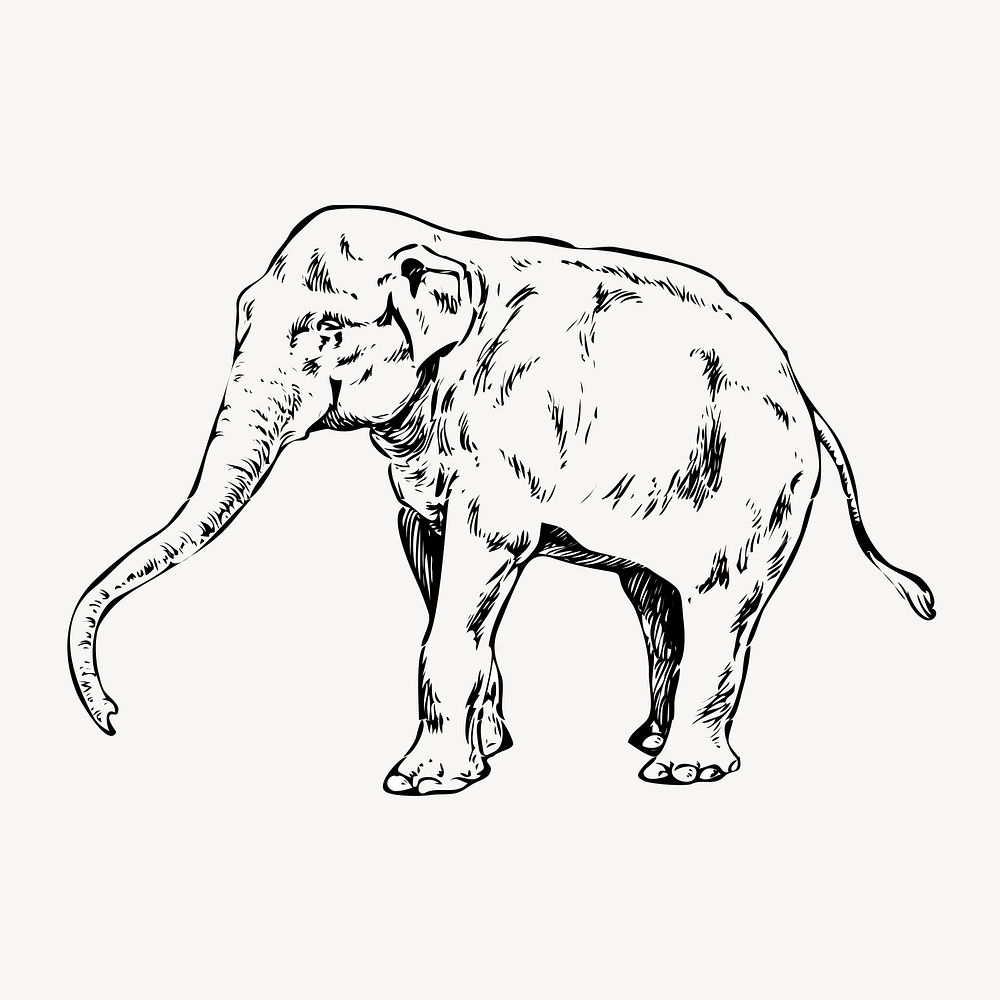 Elephant clipart, vintage wildlife illustration vector. Free public domain CC0 image.