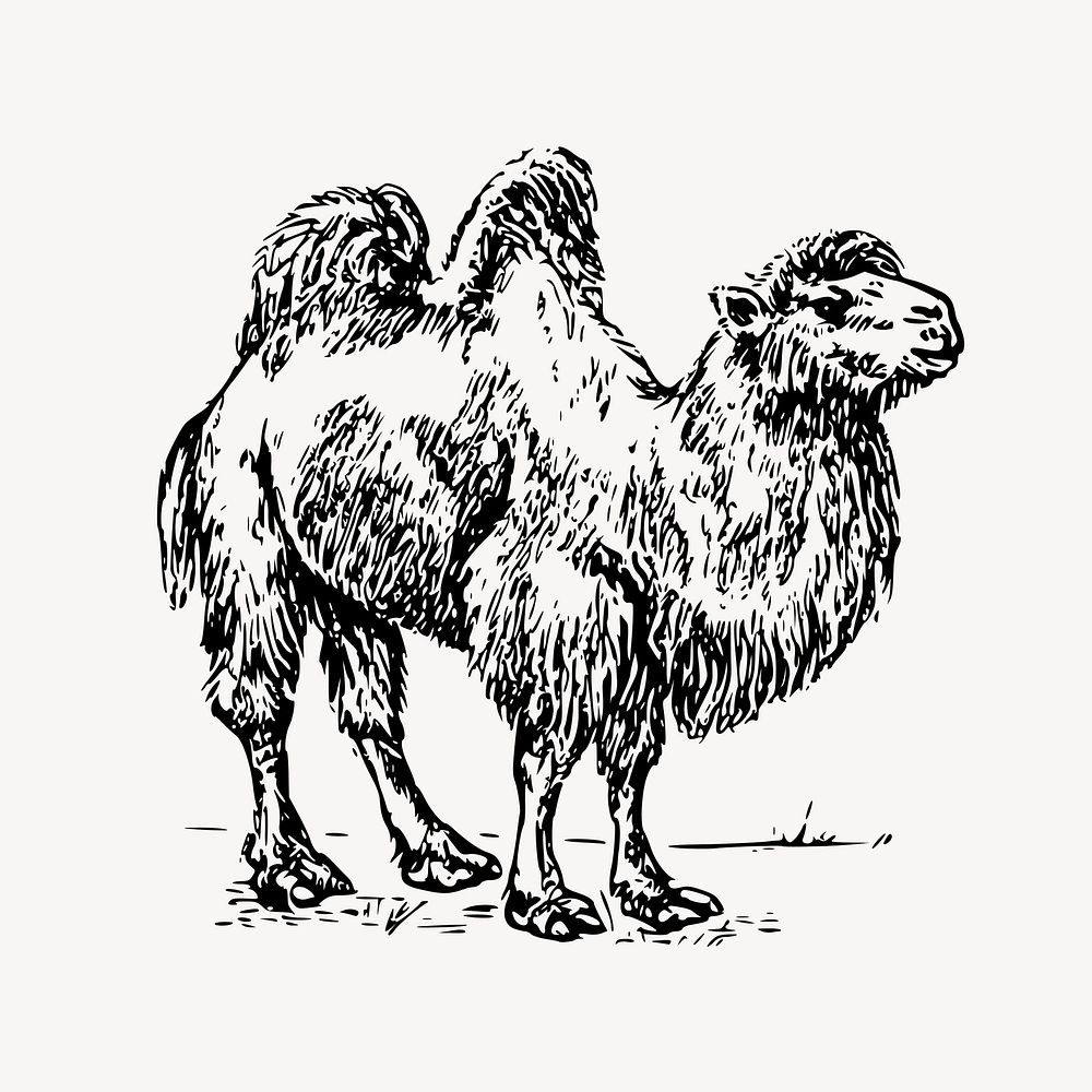 Camel clipart, vintage animal illustration vector. Free public domain CC0 image.