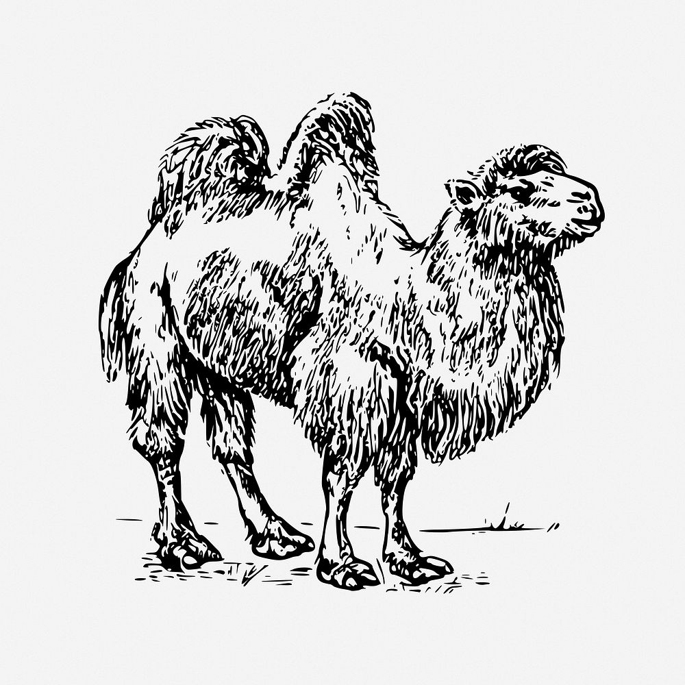 Camel drawing, vintage animal illustration. Free public domain CC0 image.