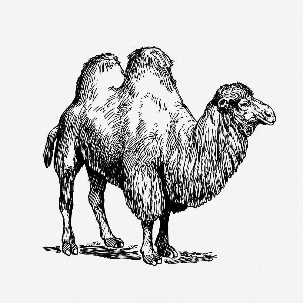 Camel drawing, vintage animal illustration. Free public domain CC0 image.