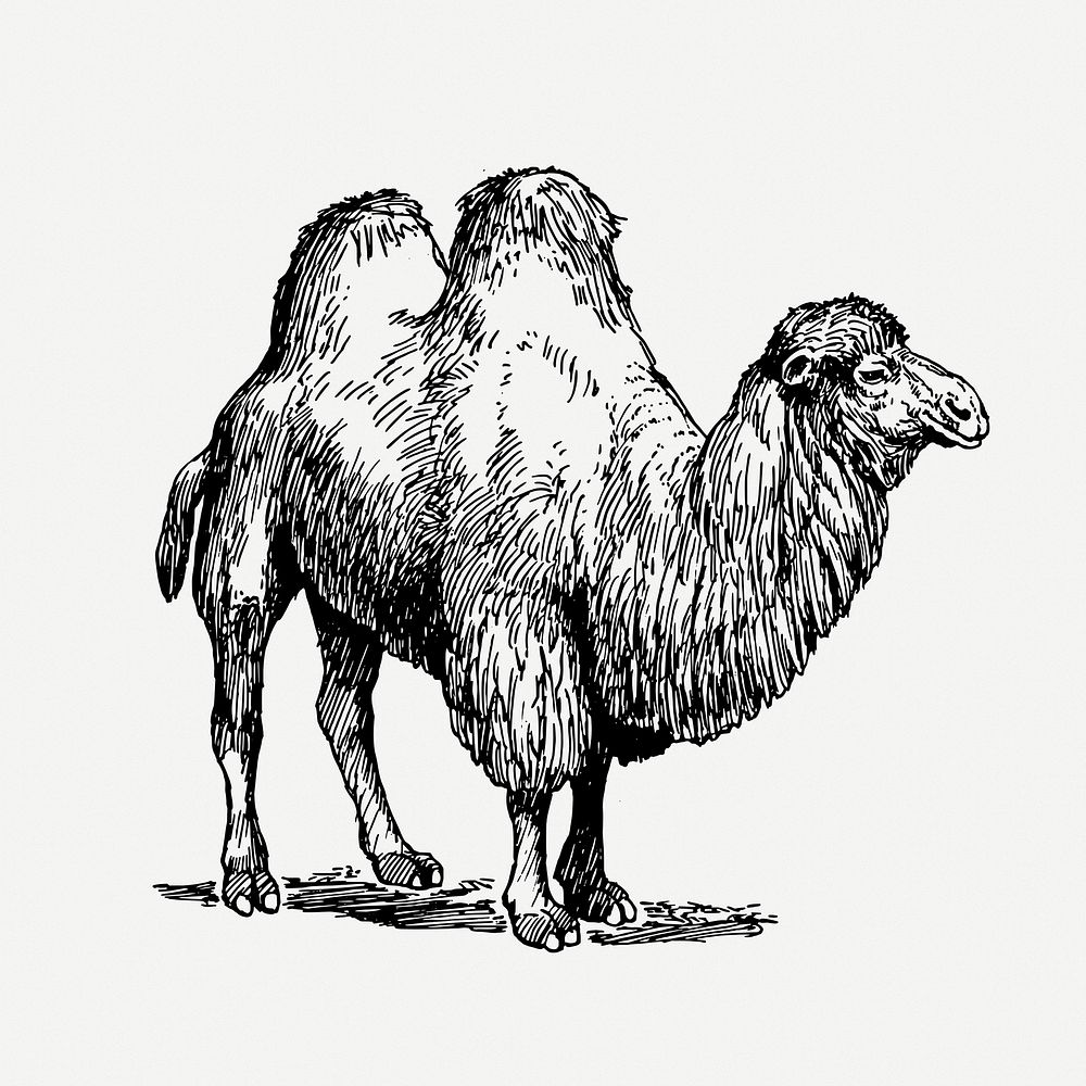 Camel drawing, animal vintage illustration psd. Free public domain CC0 image.