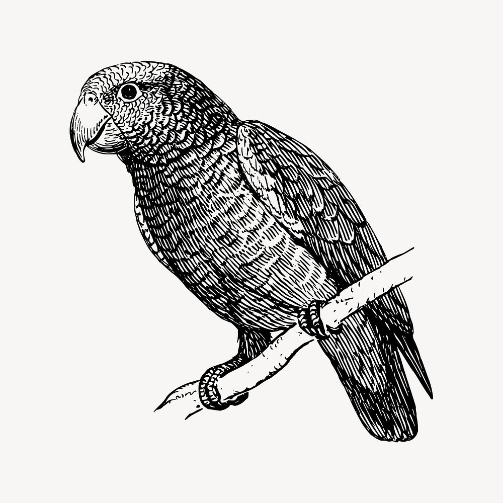 Parrot bird clipart, vintage animal illustration vector. Free public domain CC0 image.