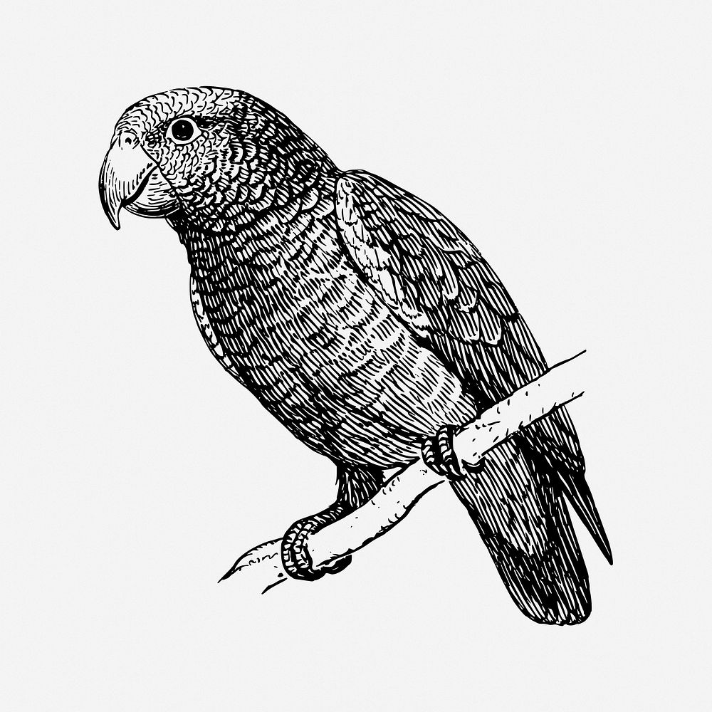 Parrot bird drawing, vintage animal illustration. Free public domain CC0 image.