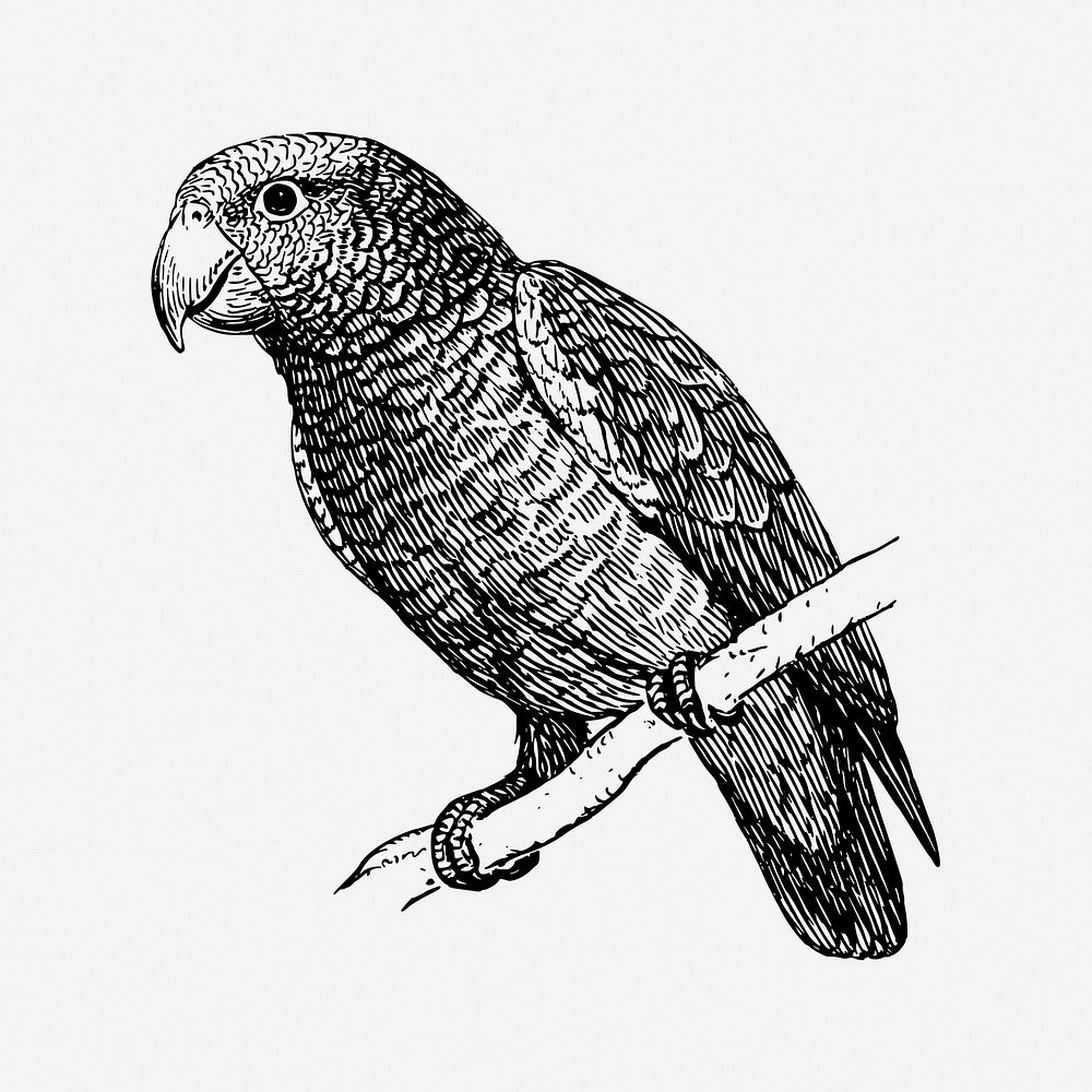 Parrot bird drawing, animal vintage illustration psd. Free public domain CC0 image.
