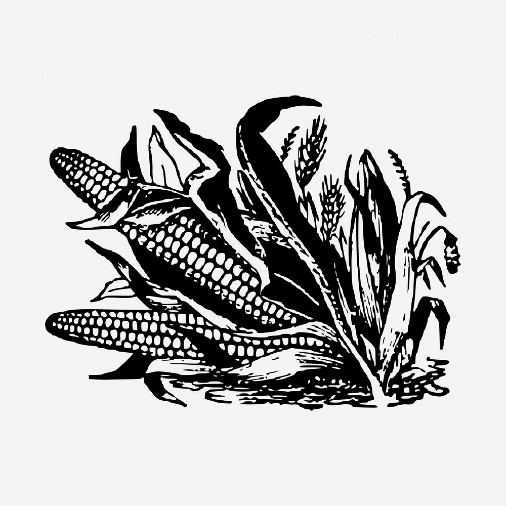 Corn drawing, vegetable vintage illustration psd. Free public domain CC0 image.