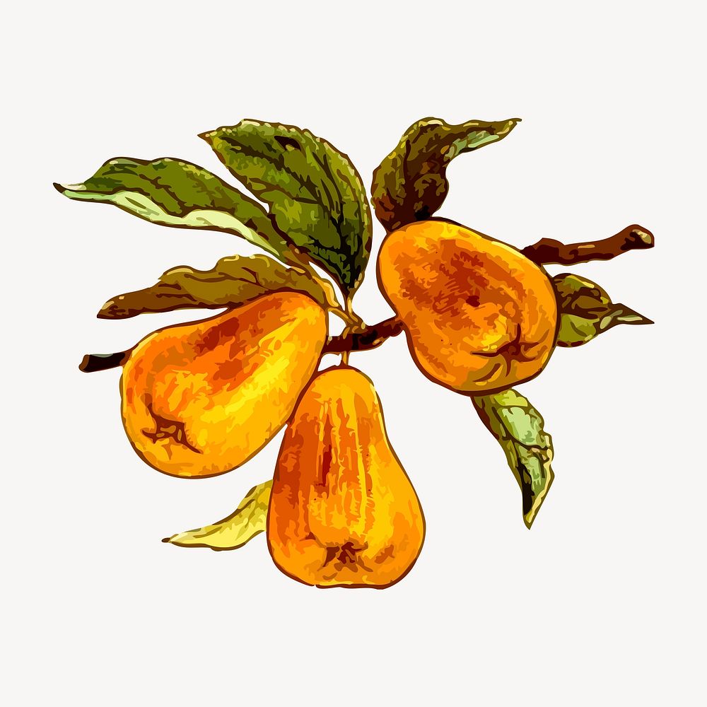 Pears clipart, vintage fruit illustration vector. Free public domain CC0 image.