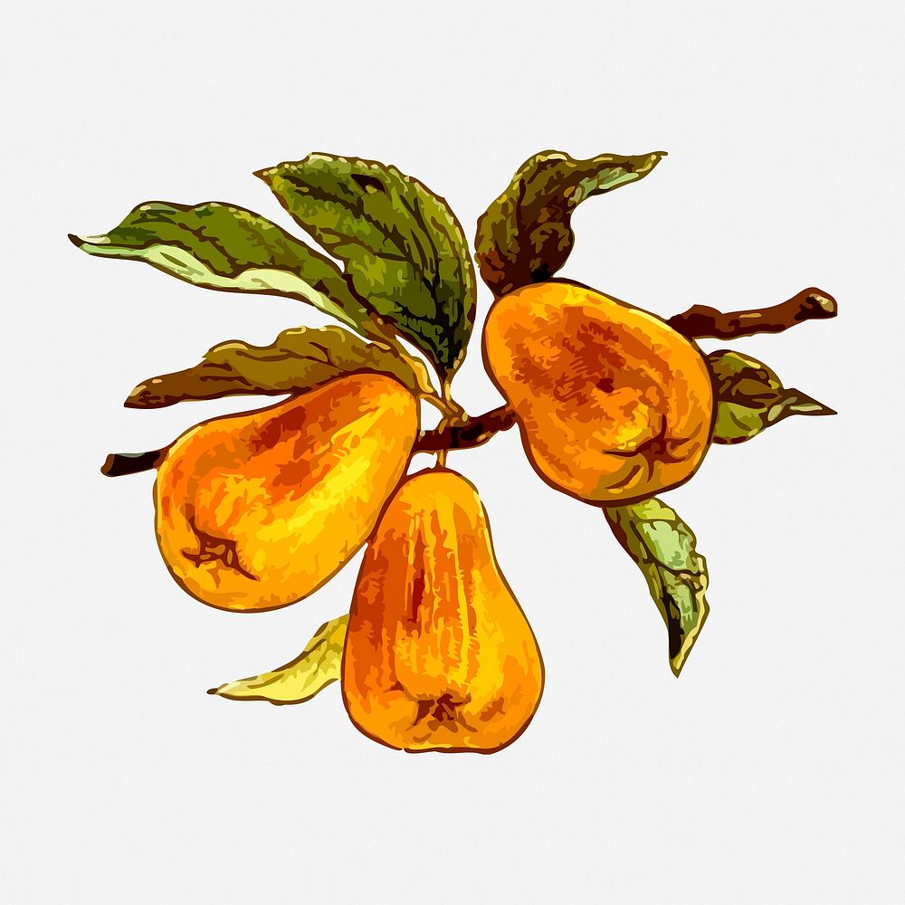 Pears collage element, vintage fruit illustration. Free public domain CC0 image.