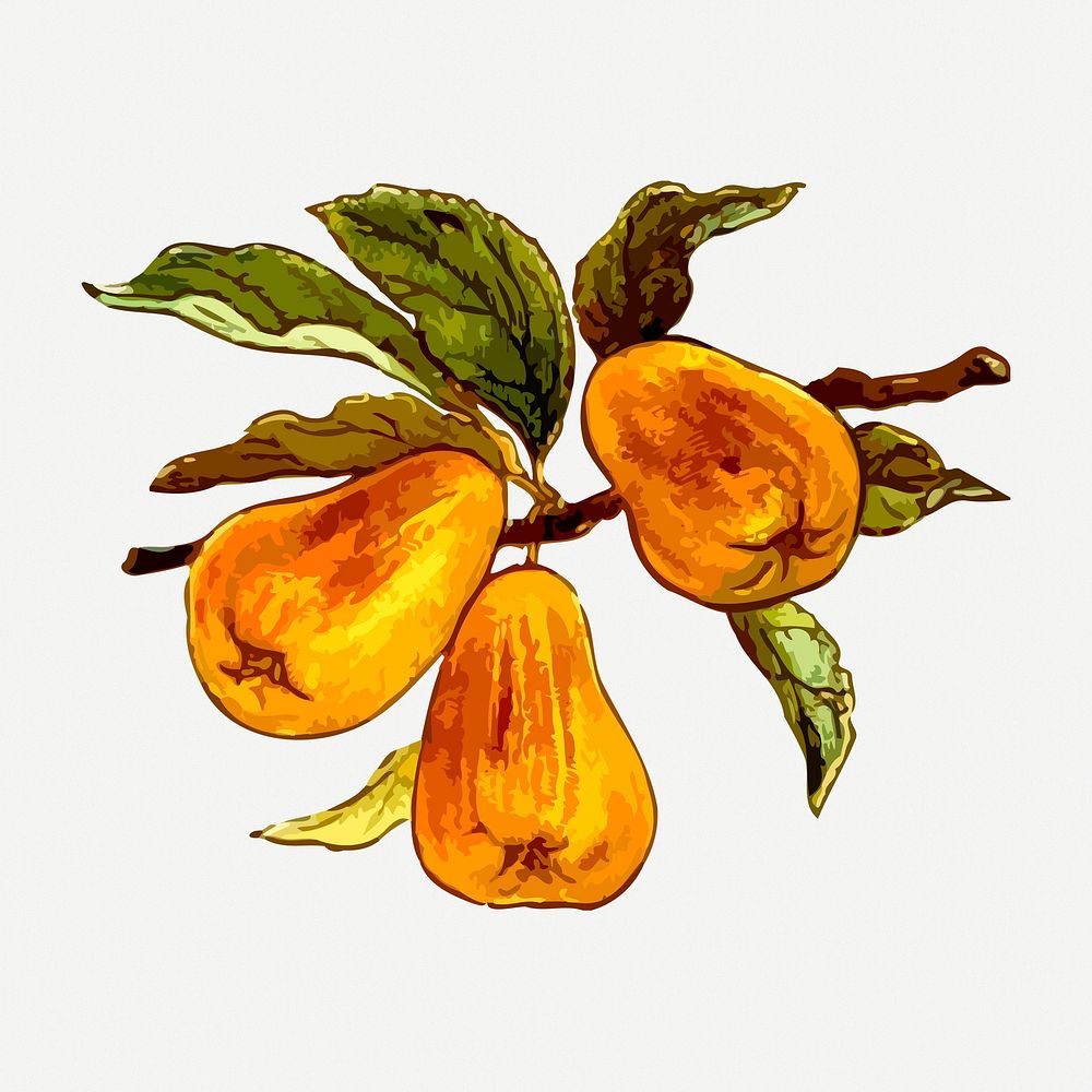 Pears collage element, fruit vintage illustration psd. Free public domain CC0 image.