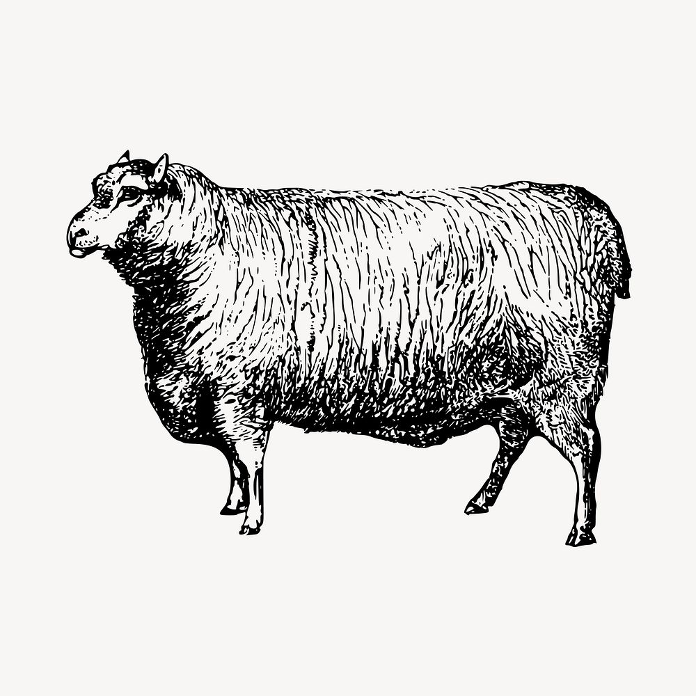 Leicester sheep clipart, vintage farm animal illustration vector. Free public domain CC0 image.