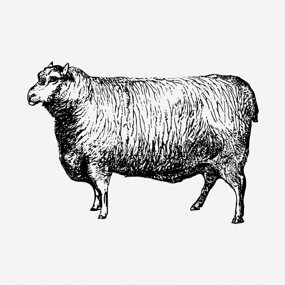 Leicester sheep drawing, vintage farm animal illustration. Free public domain CC0 image.