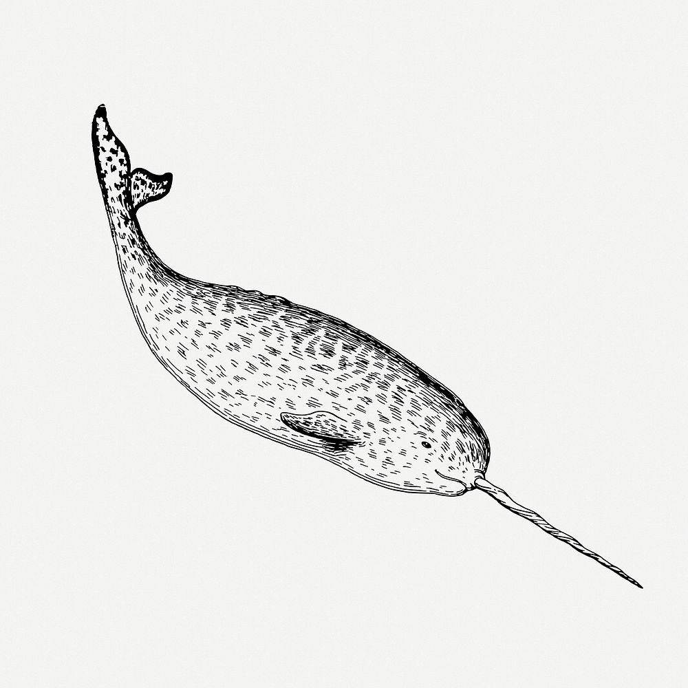 Narwhal drawing, sea animal vintage illustration psd. Free public domain CC0 image.