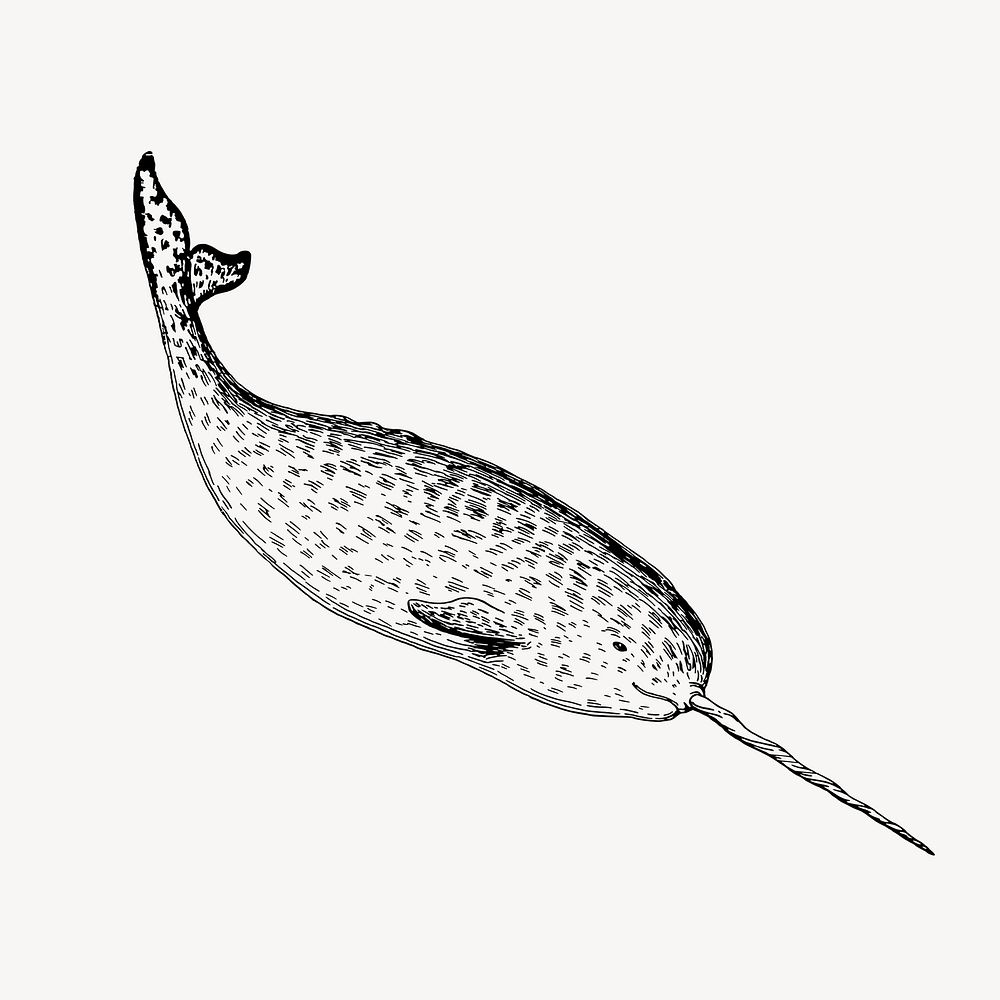 Narwhal clipart, vintage sea life illustration vector. Free public domain CC0 image.