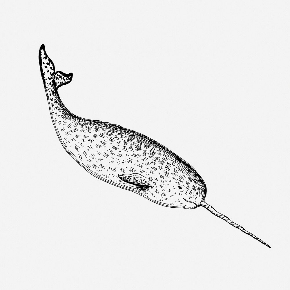 Narwhal drawing, vintage sea animal illustration. Free public domain CC0 image.