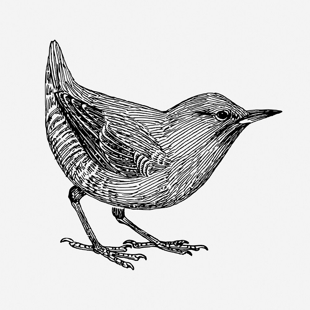 Little bird drawing, vintage animal illustration. 