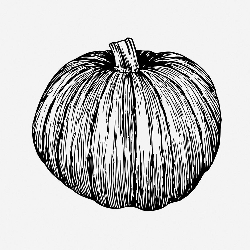 Pumpkin drawing, vintage plant illustration. Free public domain CC0 image.