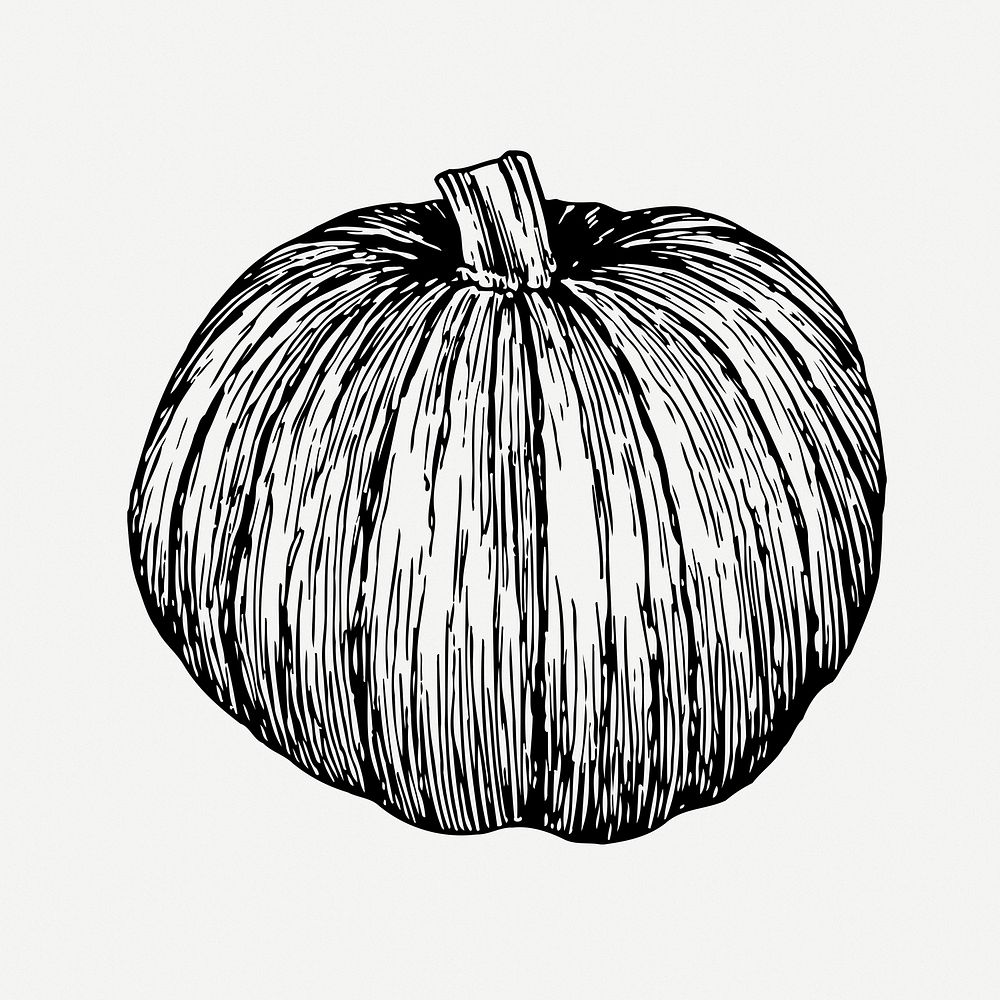 Pumpkin drawing, plant vintage illustration psd. Free public domain CC0 image.