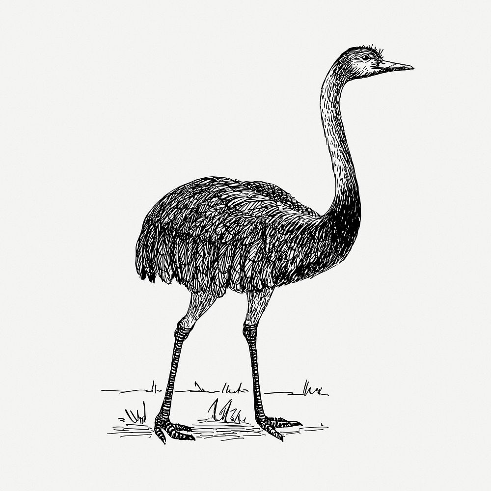 Rhea bird drawing, wildlife vintage illustration psd. Free public domain CC0 image.