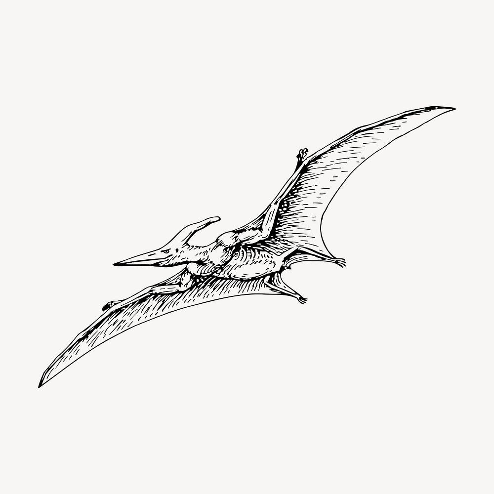 Flying dinosaur clipart, vintage extinct animal illustration vector. Free public domain CC0 image.