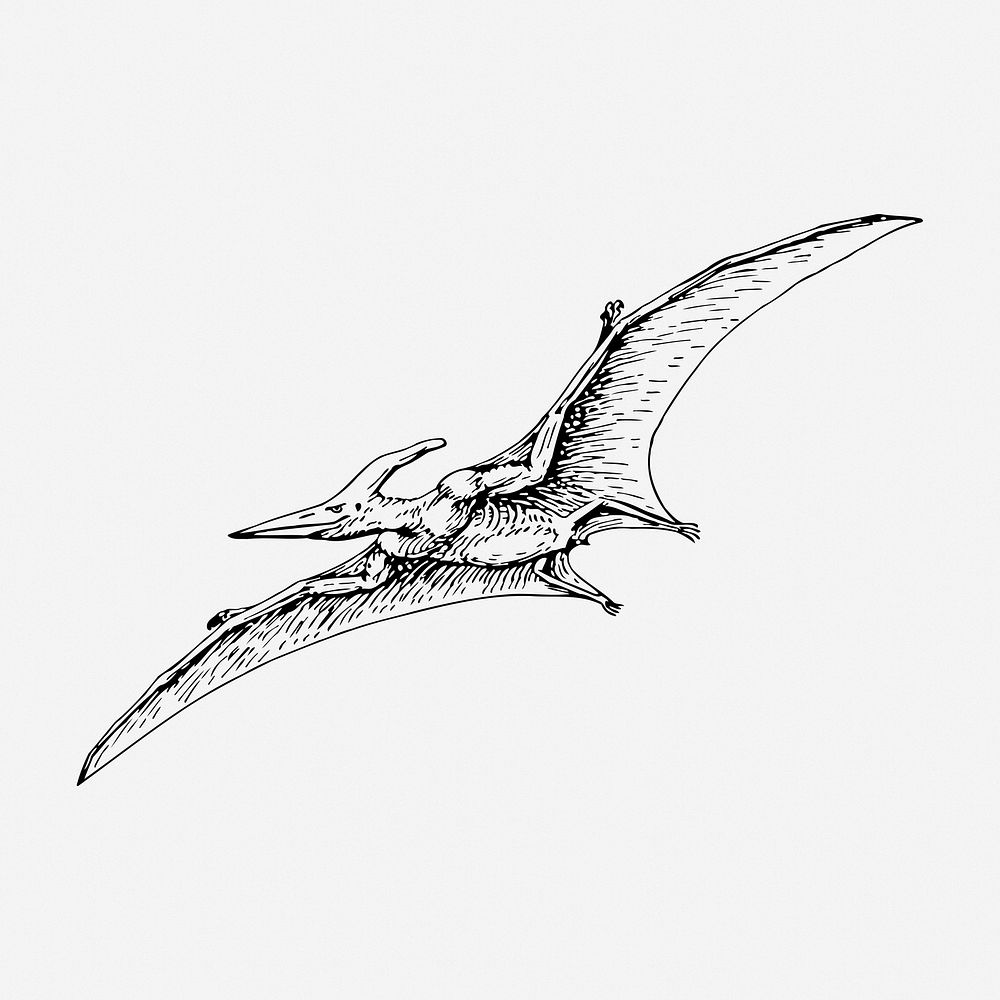 Flying dinosaur drawing, vintage extinct animal illustration. Free public domain CC0 image.