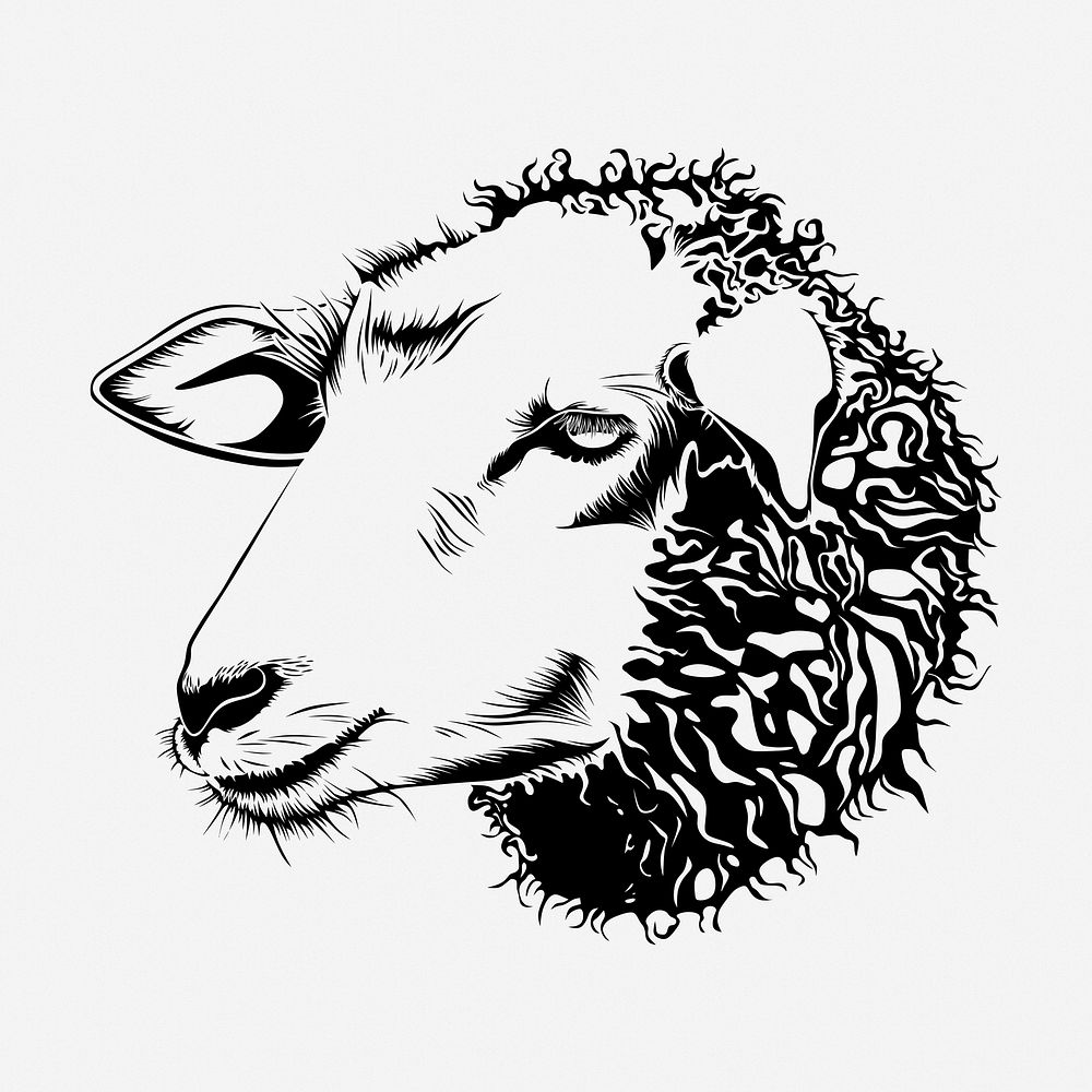 Sheep head drawing, vintage animal illustration. Free public domain CC0 image.
