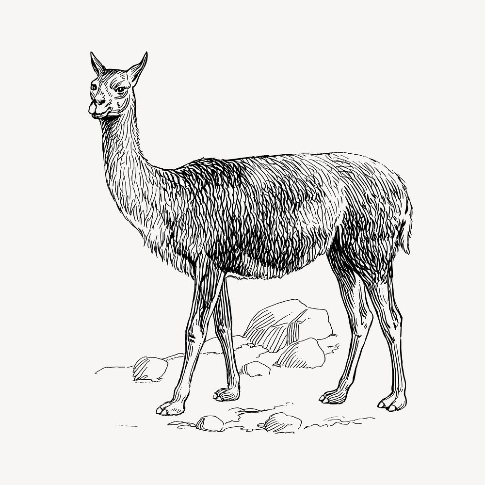 Vicuna clipart, vintage wildlife illustration vector. Free public domain CC0 image.