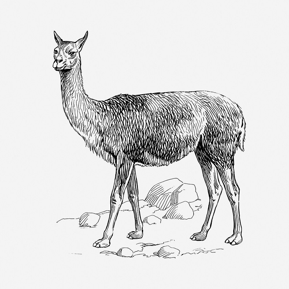 Vicuna drawing, vintage wildlife illustration. Free public domain CC0 image.