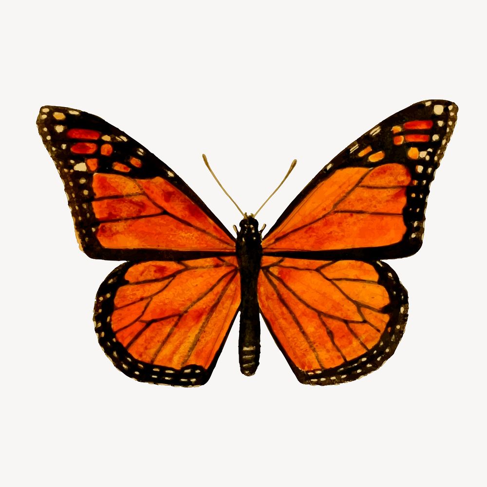 Monarch butterfly clipart, vintage insect illustration vector. Free public domain CC0 image.