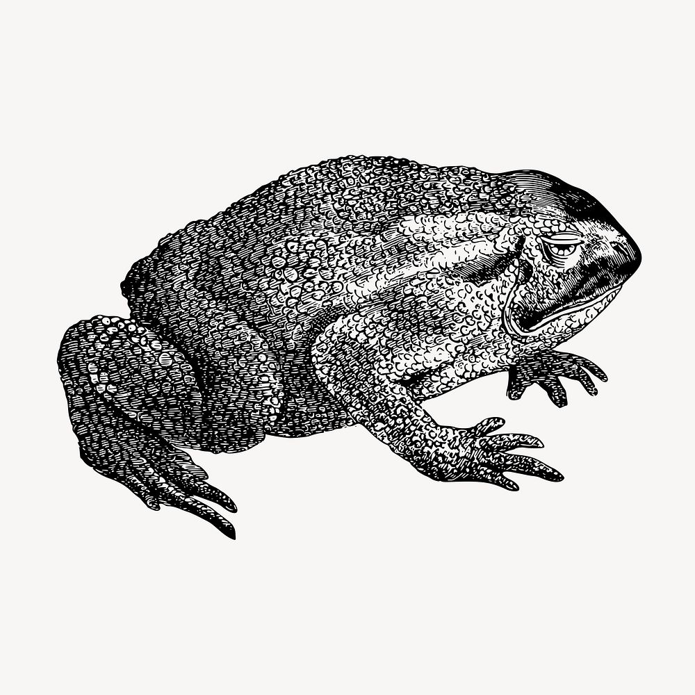 Toad clipart, vintage animal illustration vector. Free public domain CC0 image.