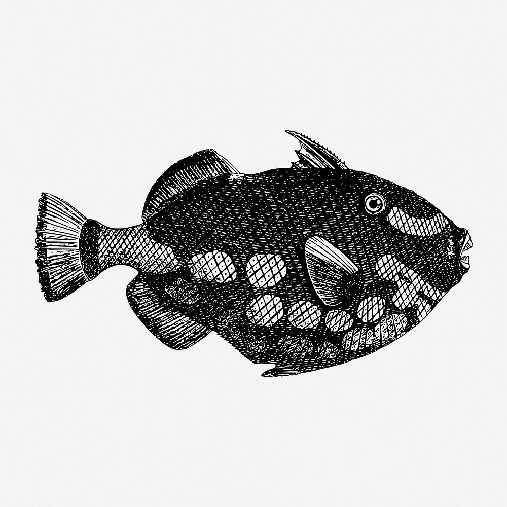 Triggerfish drawing, vintage sea life illustration. Free public domain CC0 image.