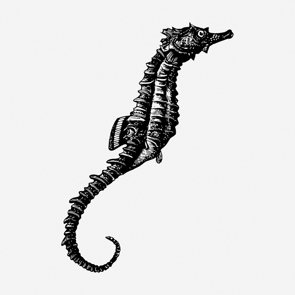 Seahorse drawing, vintage animal illustration. Free public domain CC0 image.