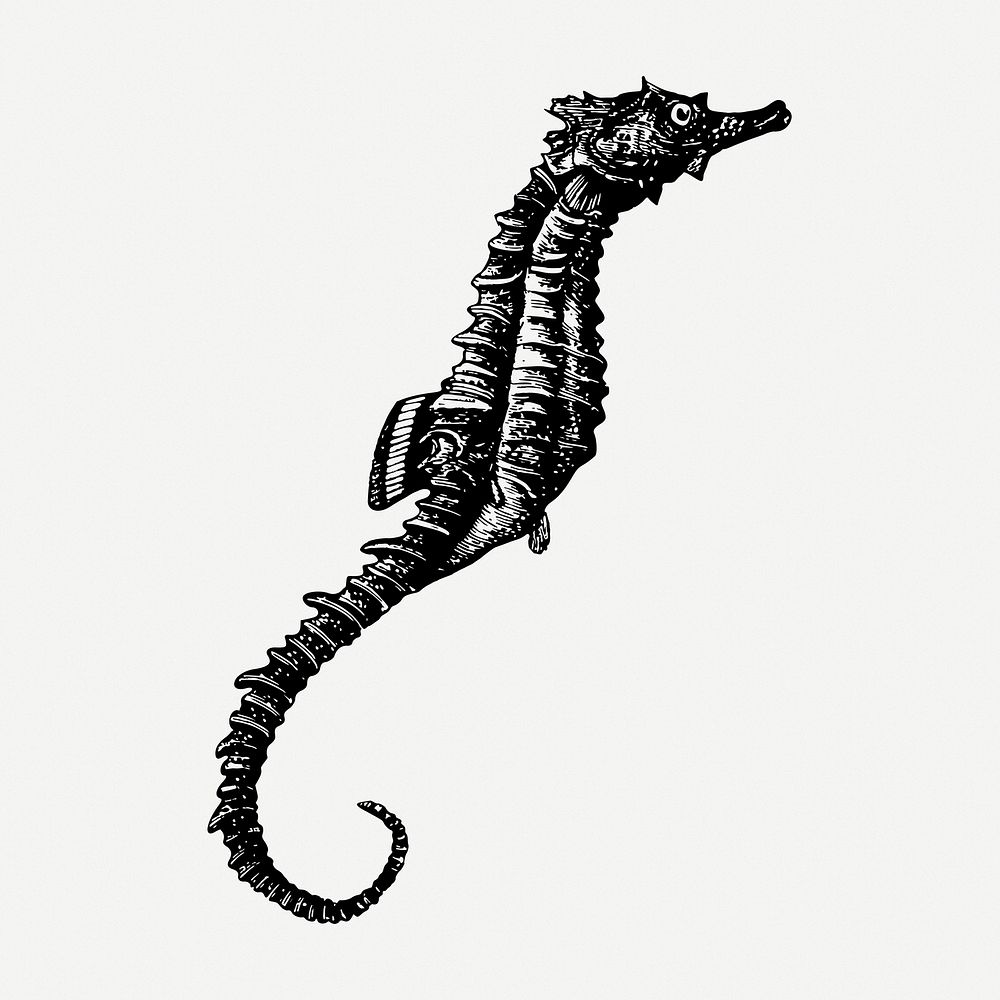 Seahorse drawing, animal vintage illustration psd. Free public domain CC0 image.