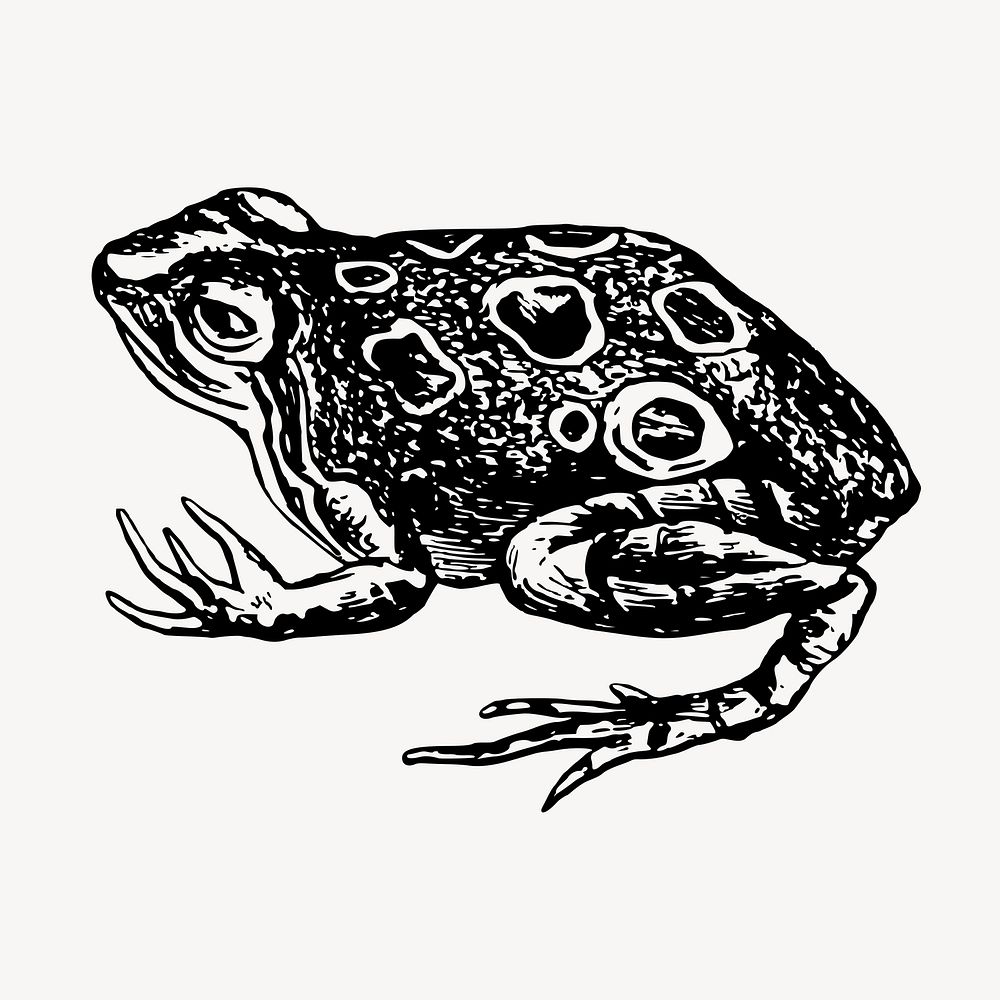 Frog clipart, vintage animal illustration vector. Free public domain CC0 image.