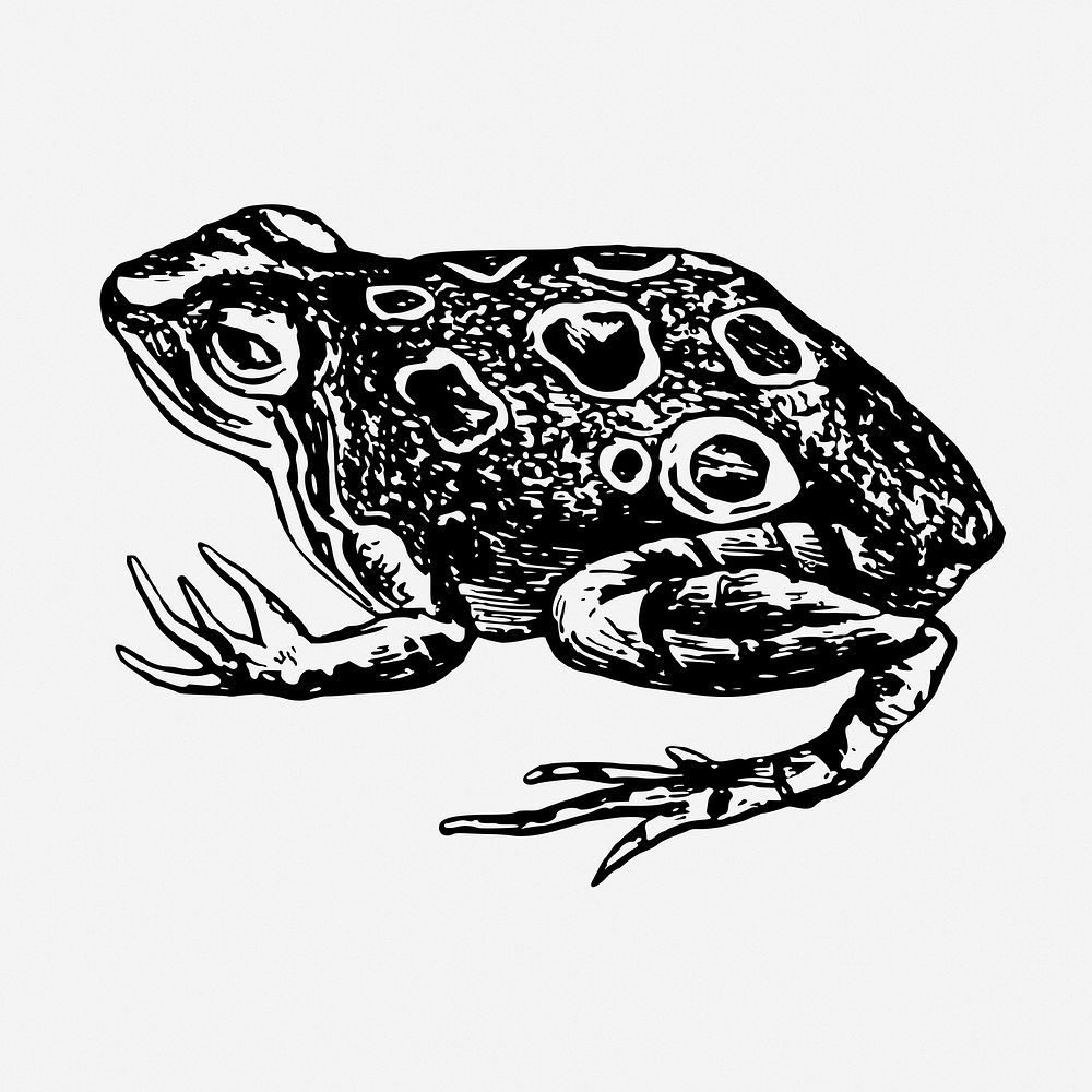 Frog drawing, vintage animal illustration. Free public domain CC0 image.