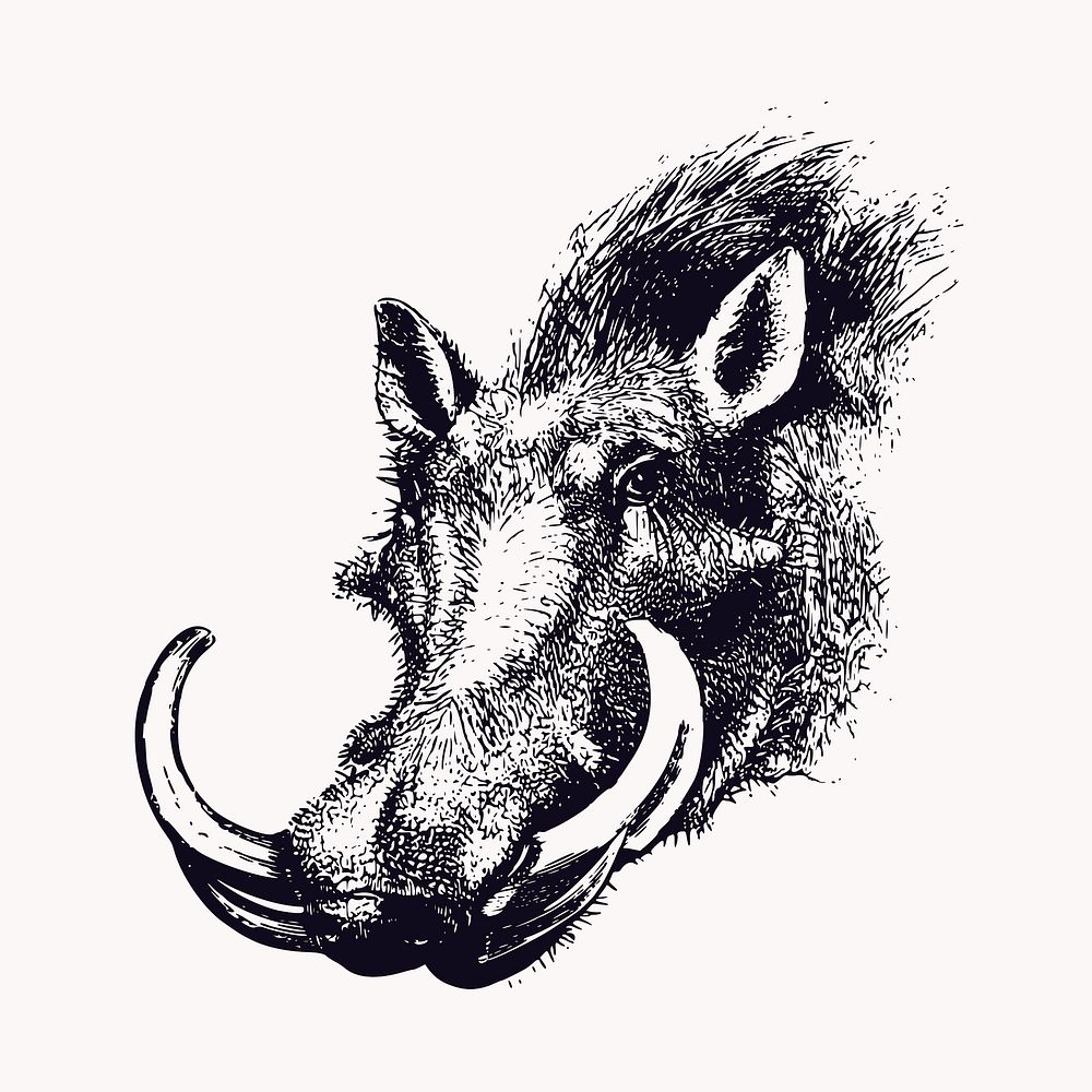 Warthog head clipart, vintage wildlife illustration vector. Free public domain CC0 image.