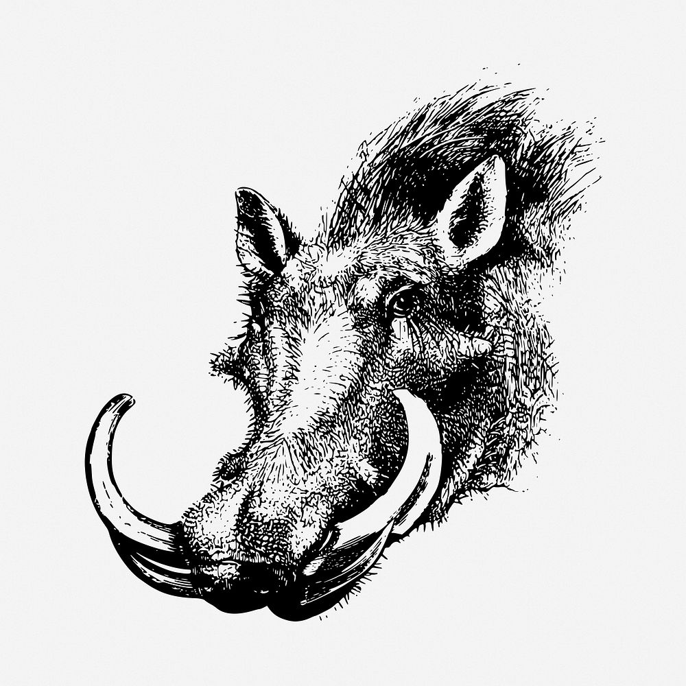 Warthog head drawing, vintage wildlife illustration. Free public domain CC0 image.