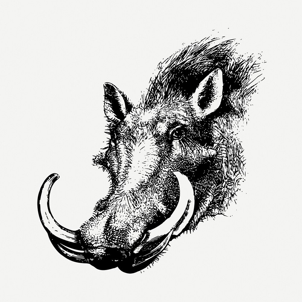 Warthog head drawing, wildlife vintage illustration psd. Free public domain CC0 image.