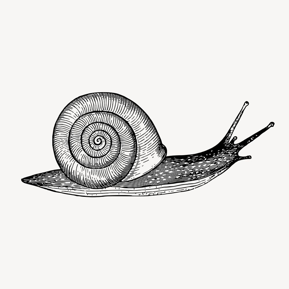 Snail clipart, vintage animal illustration | Free Vector - rawpixel