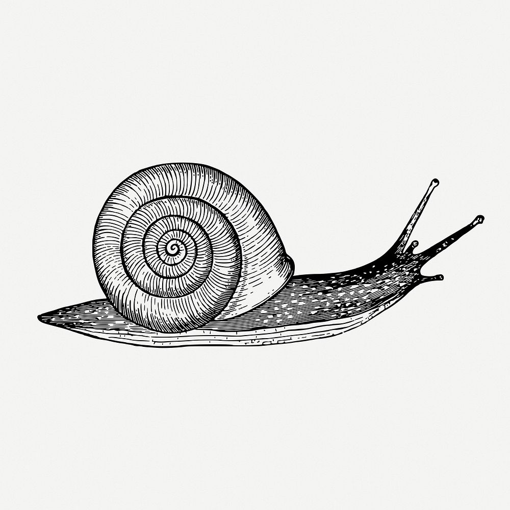 Snail drawing, animal vintage illustration psd. Free public domain CC0 image.