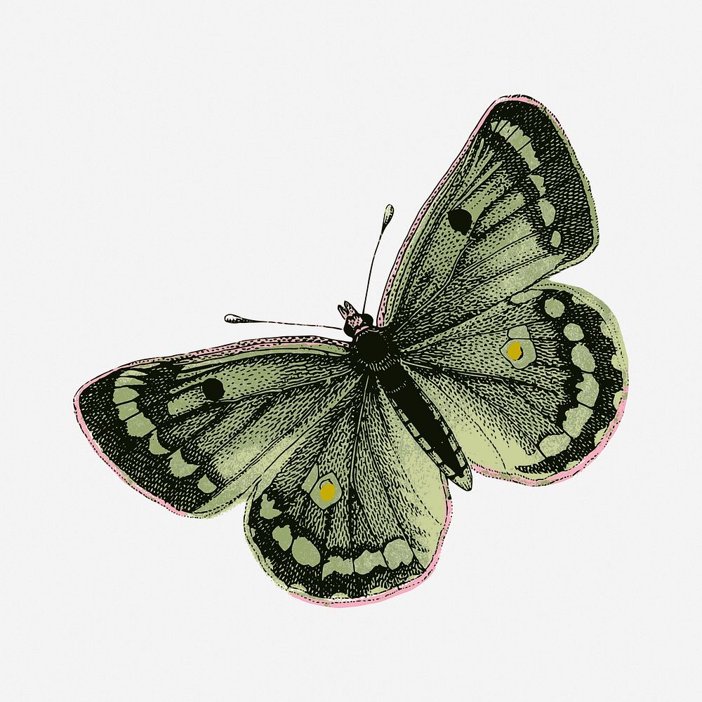 Clouded yellows butterfly collage element, vintage illustration. Free public domain CC0 image.