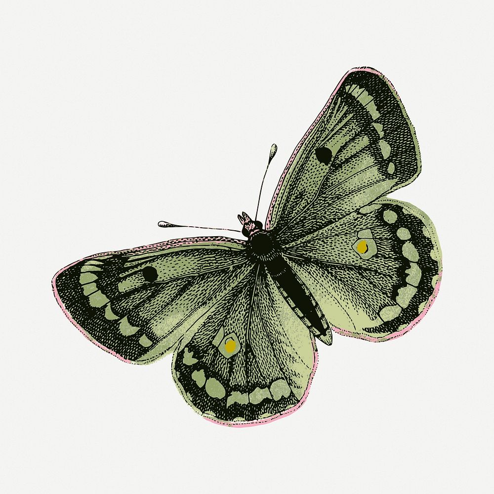 Clouded yellows butterfly collage element,  vintage illustration psd. Free public domain CC0 image.