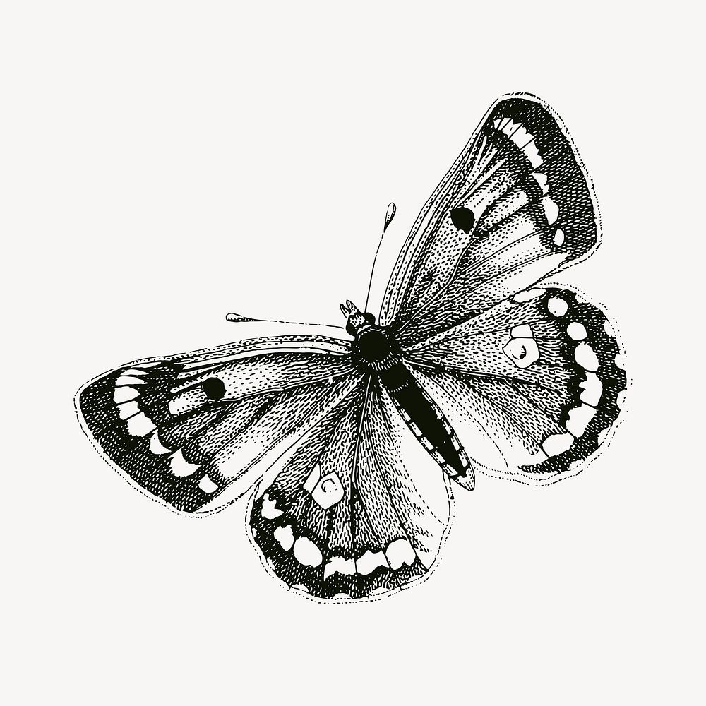 Clouded yellows butterfly clipart, vintage insect illustration vector. Free public domain CC0 image.