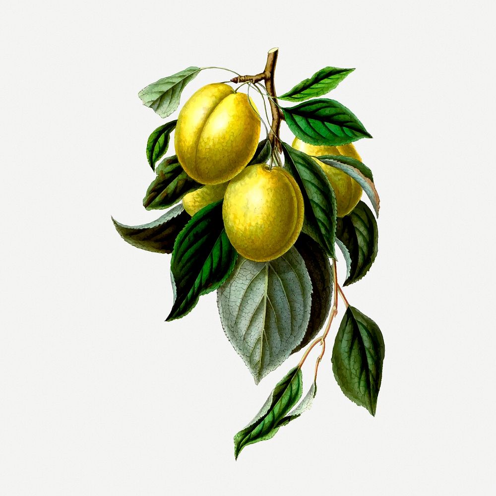 Mirabelle plum, golden esperen collage element, fruit vintage illustration psd. Free public domain CC0 image.