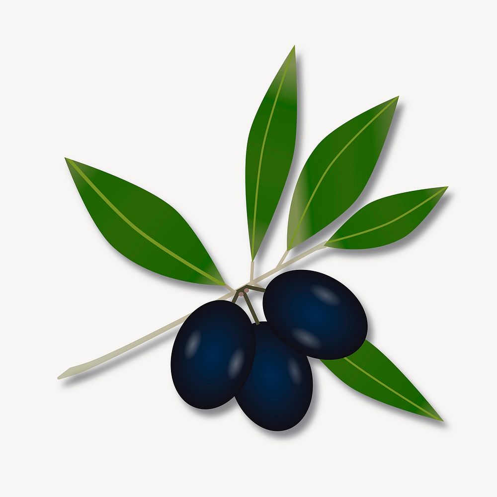 Olive branch clip art color illustration. Free public domain CC0 image.