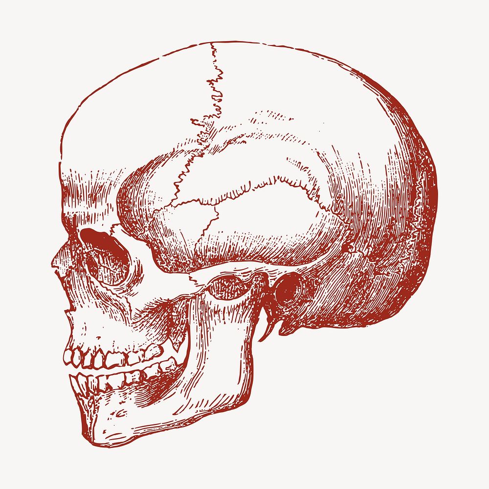 Human skull clipart, vintage illustration psd
