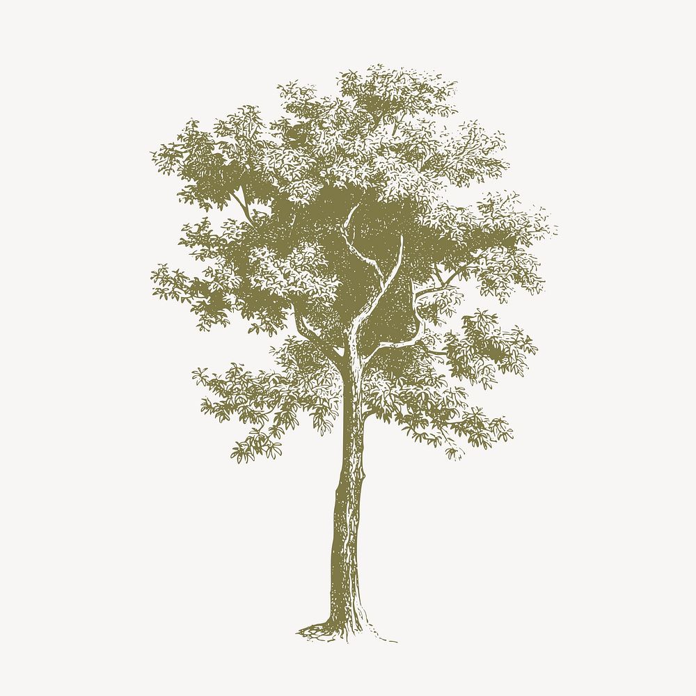Green tree clipart, vintage botanical illustration psd