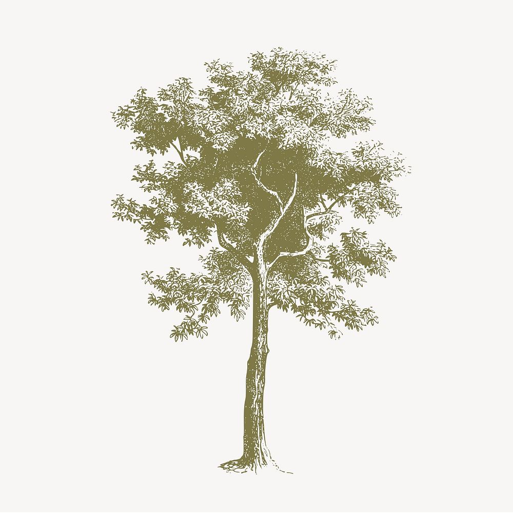 Green tree collage element, vintage botanical illustration vector