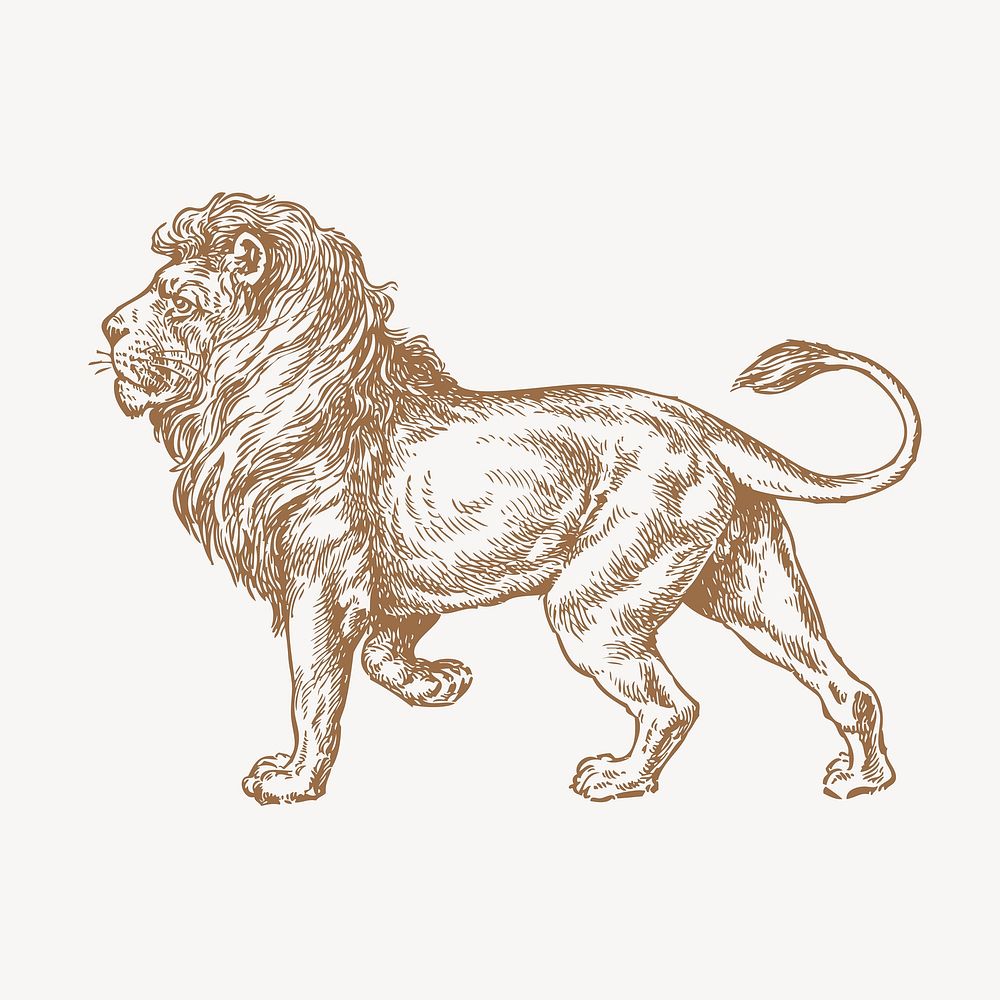 Vintage lion, animal illustration